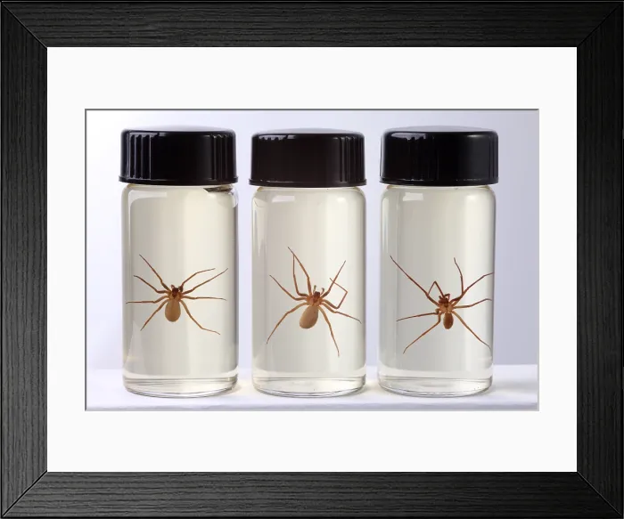 Framed Print : Brown Recluse Spider Framed Print : Brown Recluse Spider
