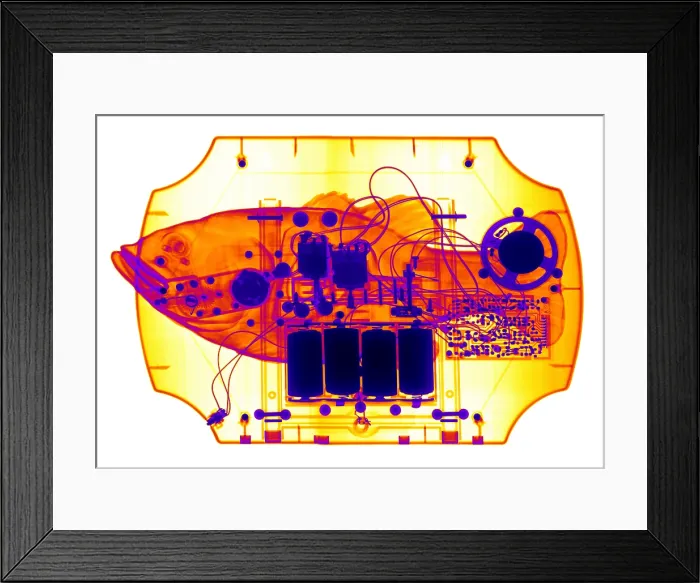 Framed Print : X-ray of mechanical Fish