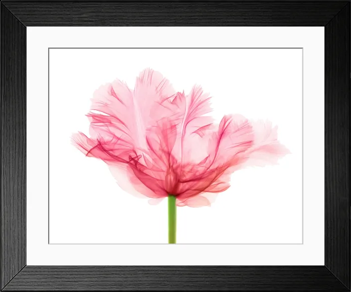 Framed Print : Tulips, X-ray Framed Print : Tulips, X-ray