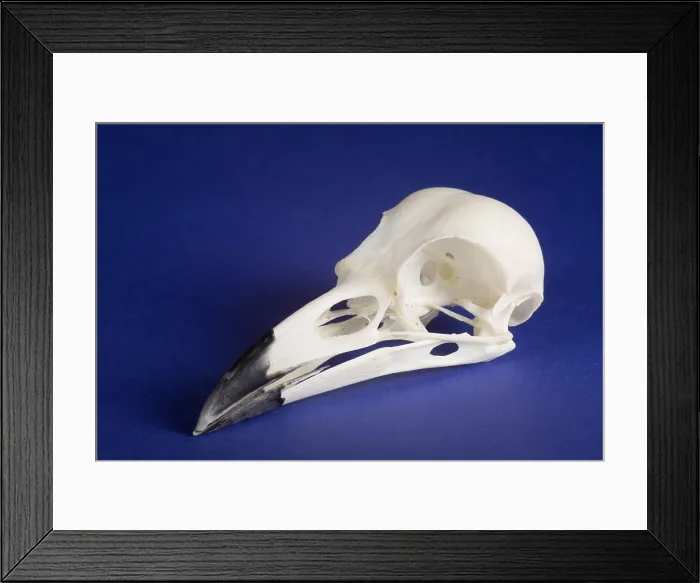Framed Print : American Crow Skull Framed Print : American Crow Skull