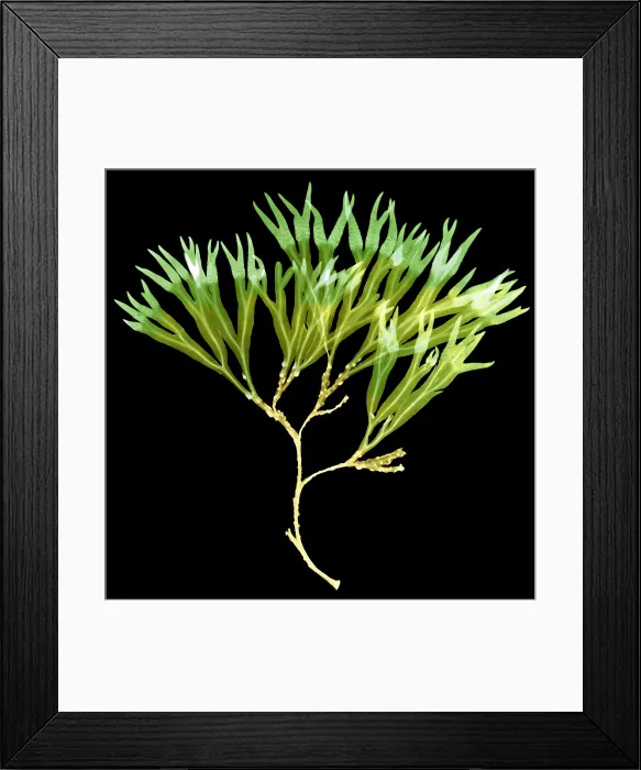 Framed Print : Rockweed Seaweed, X-ray Framed Print : Rockweed Seaweed, X-ray