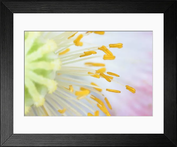 Framed Print : Anthers of Poppy flower