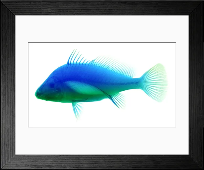 Framed Print : Freshwater Drum Fish, X-Ray Framed Print : Freshwater Drum Fish, X-Ray