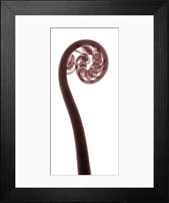 Framed Print : X-Ray of a Fern Framed Print : X-Ray of a Fern