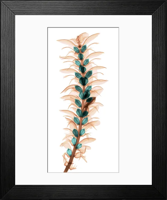 Framed Print : X-ray of an Acanthus Flower Framed Print : X-ray of an Acanthus Flower