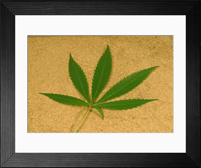 Framed Print : Marijuana leaf