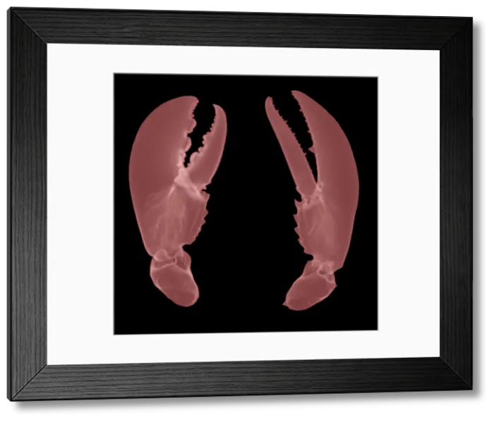 Framed Print : Lobster Claws, X-Ray Framed Print : Lobster Claws, X-Ray