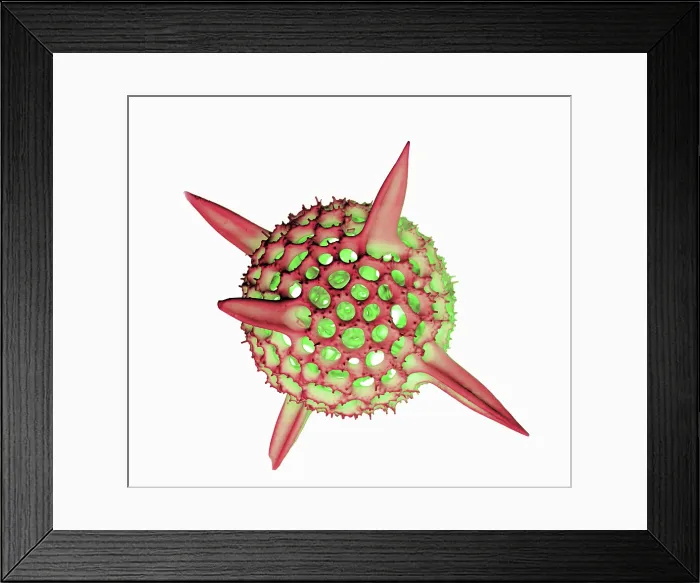 Framed Print : Radiolarian, scanning electron micrograph Framed Print : Radiolarian, scanning electron micrograph