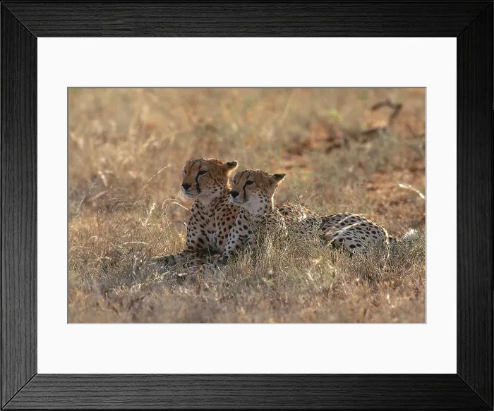 Framed Print : Cheetahs (Acinonyx jubatus jubatus) Framed Print : Cheetahs (Acinonyx jubatus jubatus)