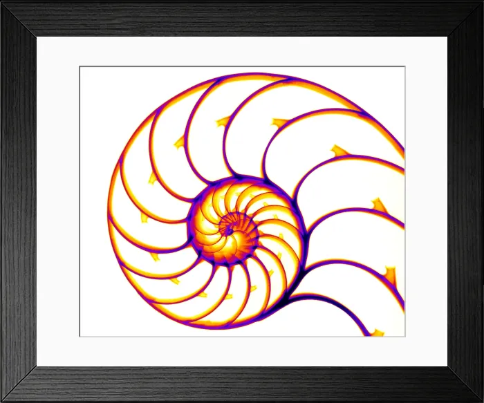 Framed Print : Nautilus. X-ray of a chambered nautilus (Nautilus pompilius) shell
