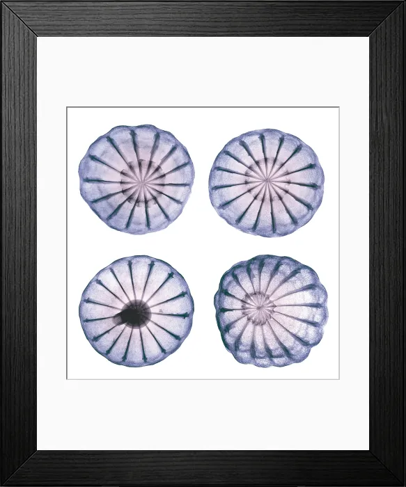 Framed Print : Opium Poppy Pods, X-ray