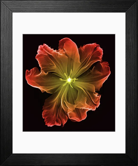 Framed Print : X-Ray of a Tulip Flower Framed Print : X-Ray of a Tulip Flower