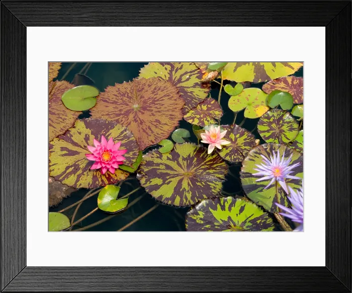 Framed Print : Waterlilies in a garden pool