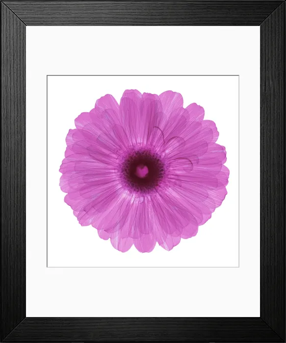 Framed Print : Zinnia Flower, X-ray Framed Print : Zinnia Flower, X-ray