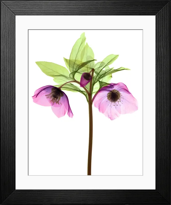 Framed Print : Hellebore Flowers, X-ray Framed Print : Hellebore Flowers, X-ray