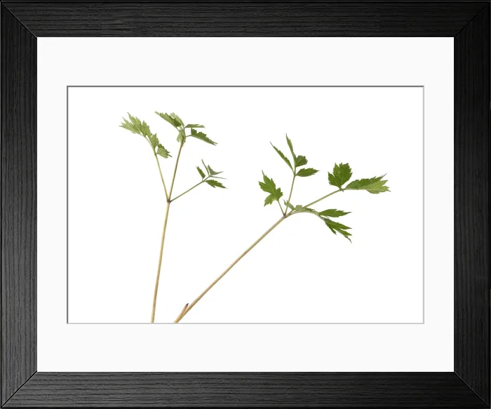 Framed Print : Black Cohosh Framed Print : Black Cohosh