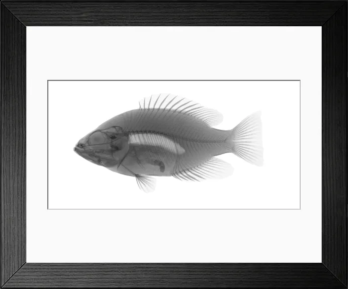 Framed Print : An X-ray of a Rockbass Framed Print : An X-ray of a Rockbass