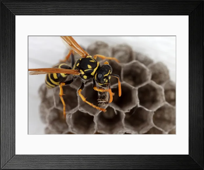 Framed Print : Common Wasp Framed Print : Common Wasp