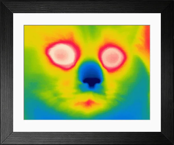 Framed Print : A thermogram of a long haired cat Framed Print : A thermogram of a long haired cat