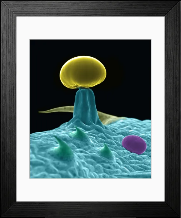 Framed Print : SEM Cannabis Trichomes Framed Print : SEM Cannabis Trichomes