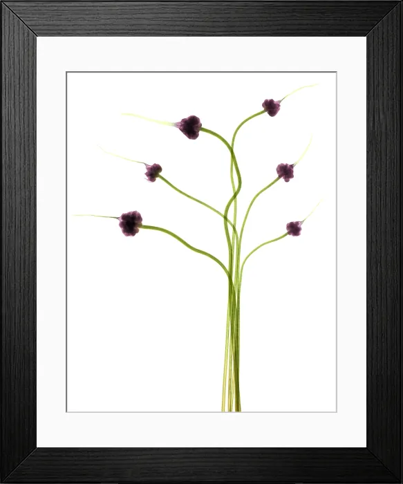 Framed Print : Hardneck Garlic Scapes, X-ray Framed Print : Hardneck Garlic Scapes, X-ray