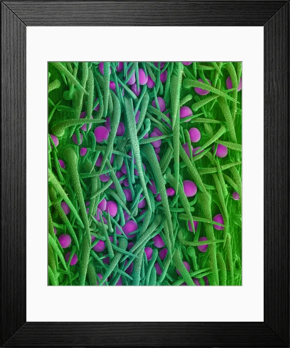 Framed Print : Stem of Marijuana Plant, scanning electron micrograph Framed Print : Stem of Marijuana Plant, scanning electron micrograph