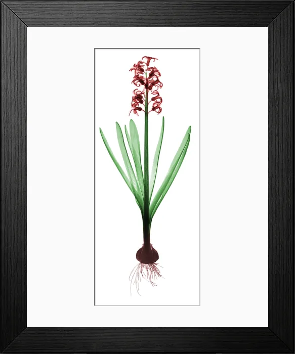 Framed Print : X-Ray of Hyacinth Framed Print : X-Ray of Hyacinth