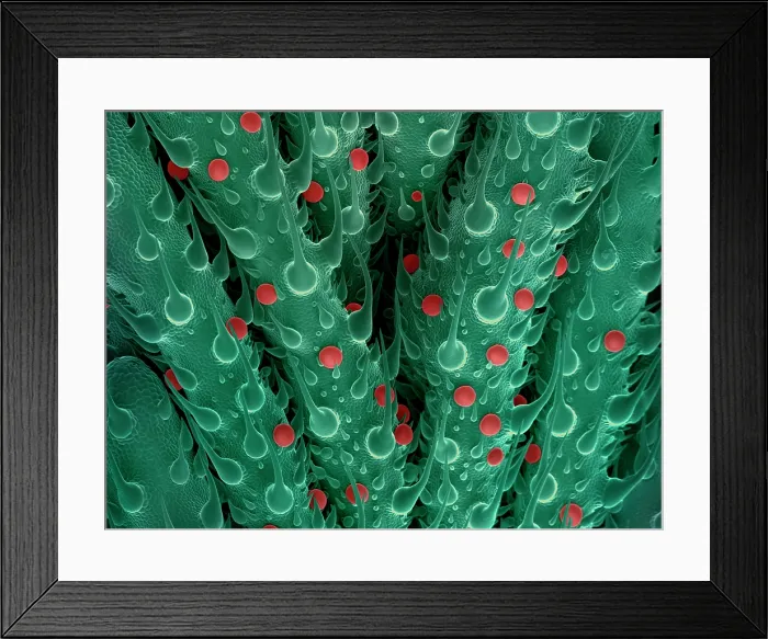 Framed Print : Cannabis Leaf SEM