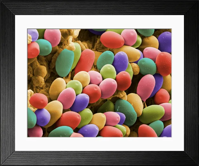 Framed Print : Magic Mushroom Spores, under a microscope (SEM) Framed Print : Magic Mushroom Spores, under a microscope (SEM)