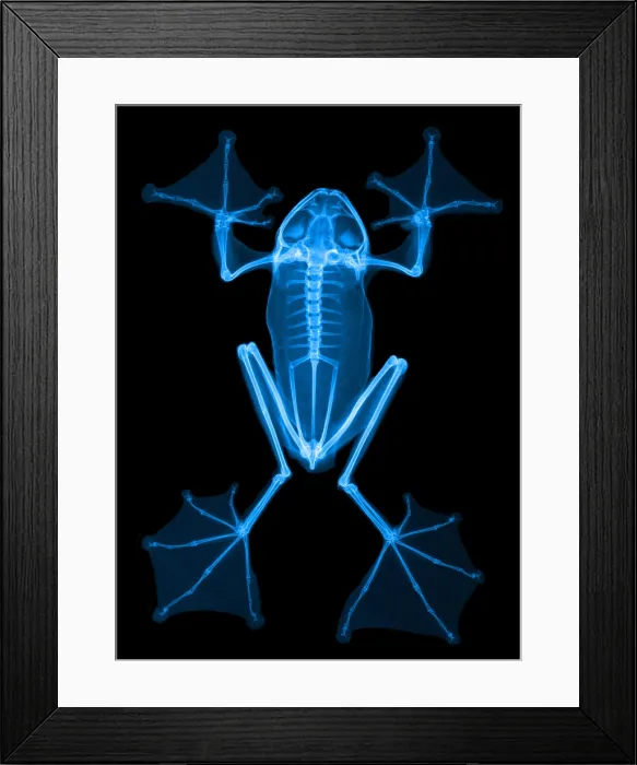 Framed Print : An X-Ray of a Flying Frog Framed Print : An X-Ray of a Flying Frog