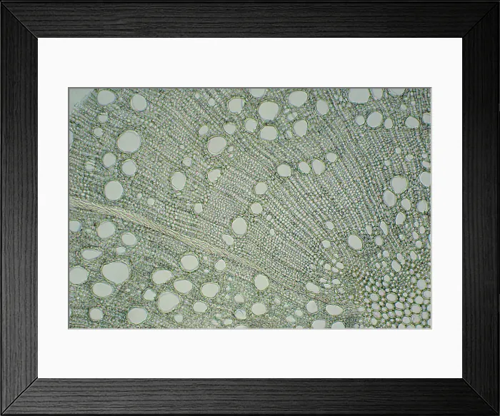 Framed Print : Oak Stem under a microscope Framed Print : Oak Stem under a microscope