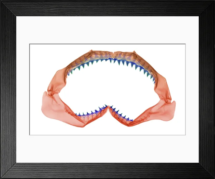Framed Print : X-Ray of Shark Jaws Framed Print : X-Ray of Shark Jaws