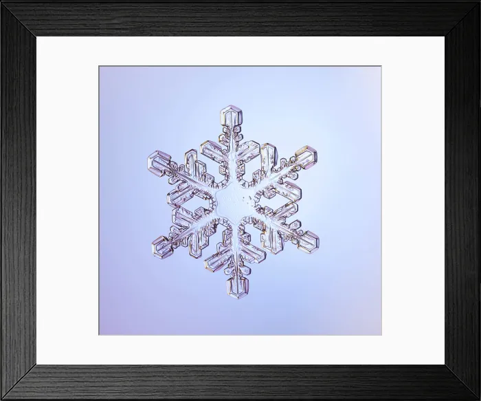 Framed Print : Snowflake. A Snowflake with a stellar (or dendritic) crystal form Framed Print : Snowflake. A Snowflake with a stellar (or dendritic) crystal form
