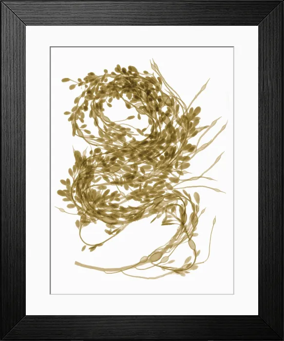 Framed Print : Rockweed Seaweed, X-ray Framed Print : Rockweed Seaweed, X-ray