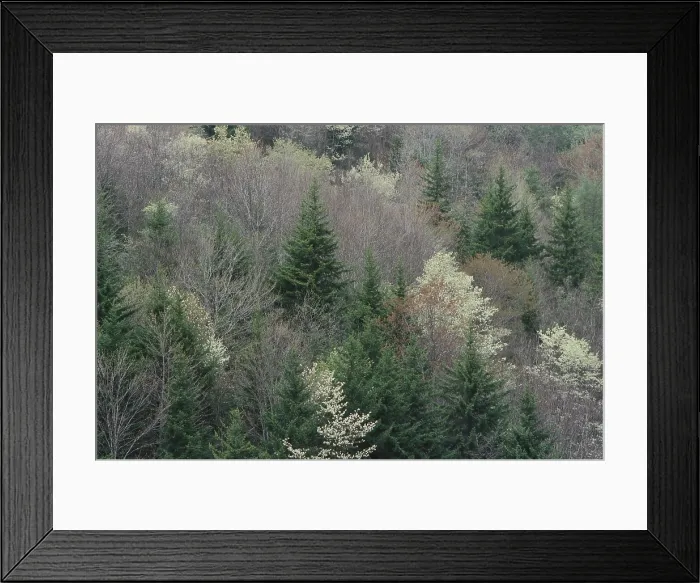Framed Print : North Carolina forest