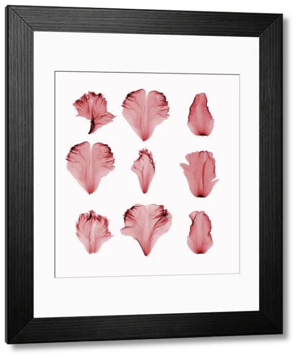 Framed Print : X-Ray of Tulip Petals Framed Print : X-Ray of Tulip Petals