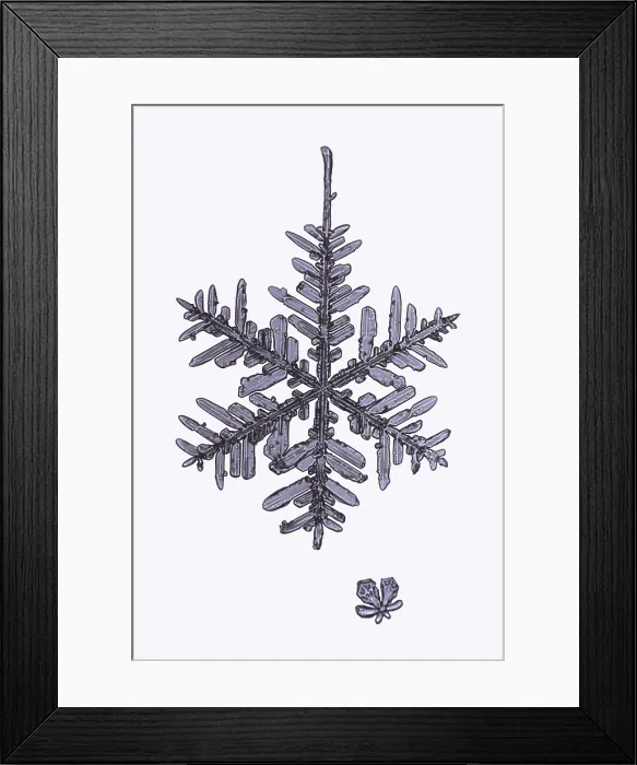 Framed Print : Snowflake. A snowflake or a snow crystal Framed Print : Snowflake. A snowflake or a snow crystal