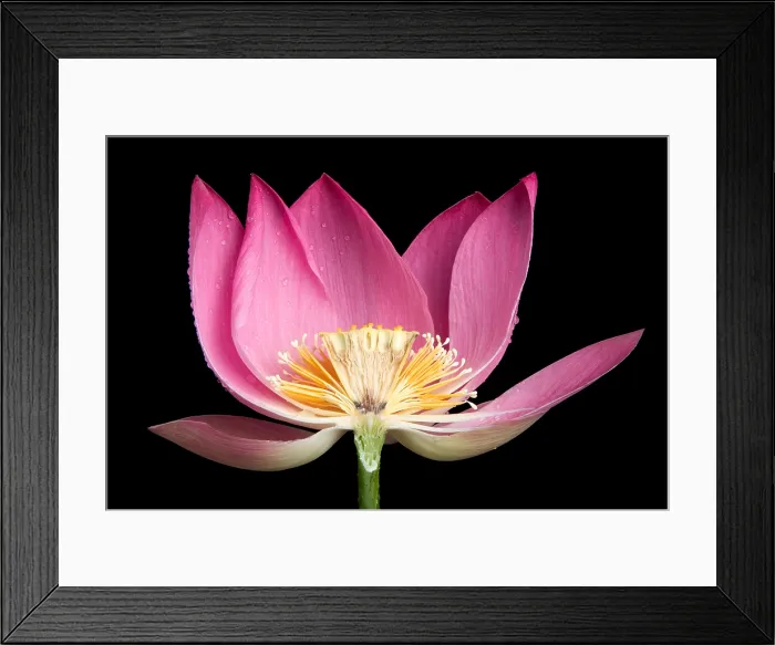 Framed Print : Sacred Lotus (Nelumbo nucifera) Framed Print : Sacred Lotus (Nelumbo nucifera)
