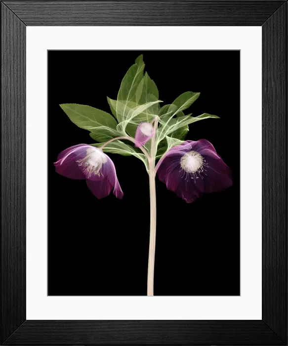 Framed Print : Hellebore Flowers, X-ray Framed Print : Hellebore Flowers, X-ray