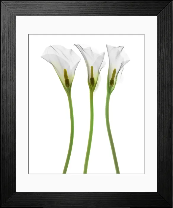 Framed Print : Calla Lily, X-ray Framed Print : Calla Lily, X-ray
