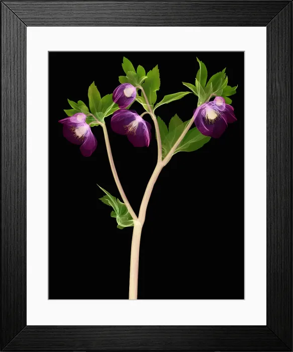 Framed Print : Hellebore Flowers, X-ray Framed Print : Hellebore Flowers, X-ray