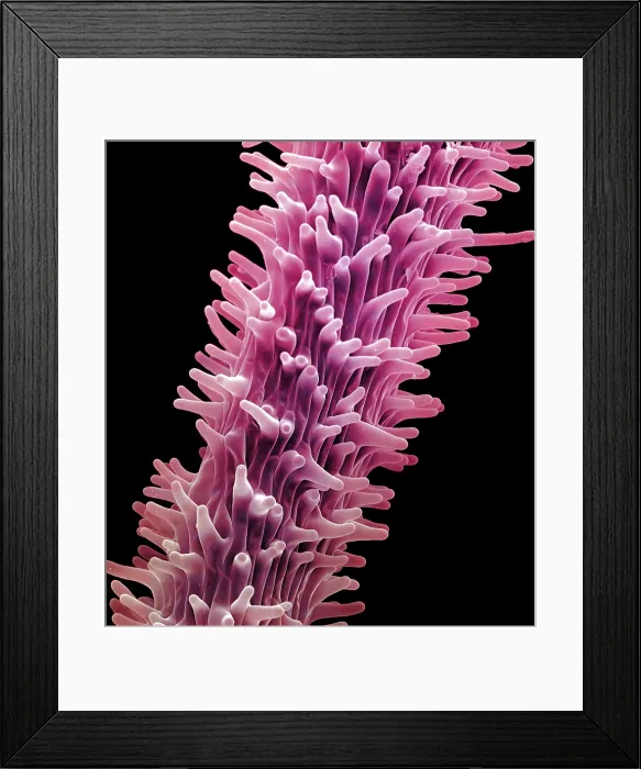 Framed Print : Cannabis Stigma, scanning electron micrograph Framed Print : Cannabis Stigma, scanning electron micrograph