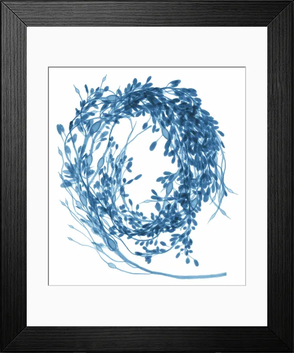 Framed Print : Rockweed Seaweed, X-ray Framed Print : Rockweed Seaweed, X-ray