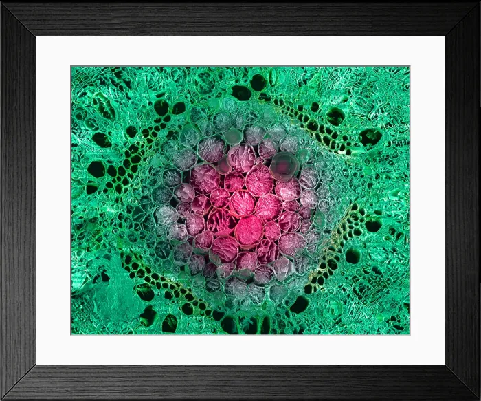 Framed Print : Marijuana, Cannabis sativa, scanning electron micrograph Framed Print : Marijuana, Cannabis sativa, scanning electron micrograph