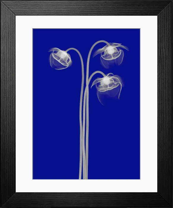 Framed Print : Pitcher Plant Flowers, X-ray Framed Print : Pitcher Plant Flowers, X-ray