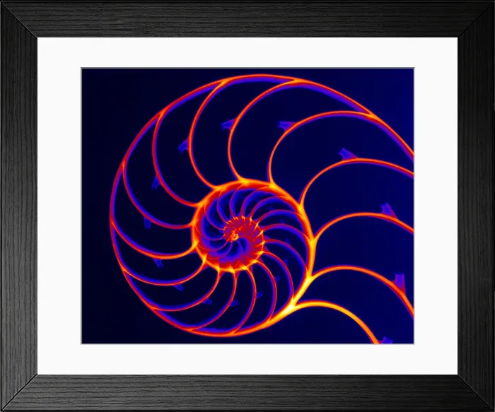 Framed Print : Chambered Nautilus Framed Print : Chambered Nautilus