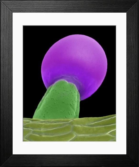 Framed Print : Cannabis Trichome SEM Framed Print : Cannabis Trichome SEM