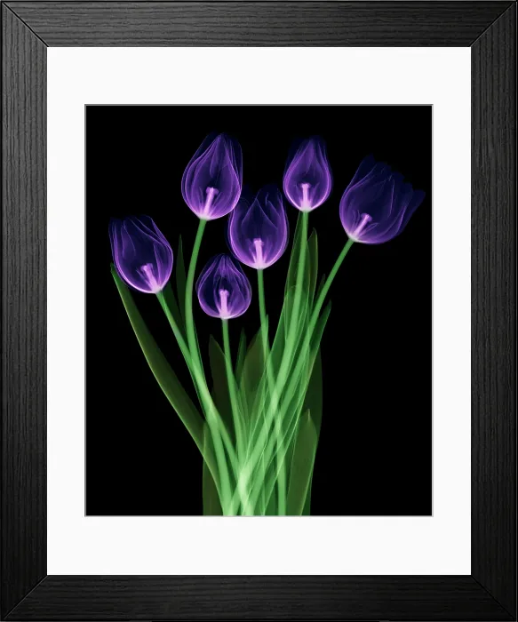 Framed Print : Tulips, X-ray Framed Print : Tulips, X-ray