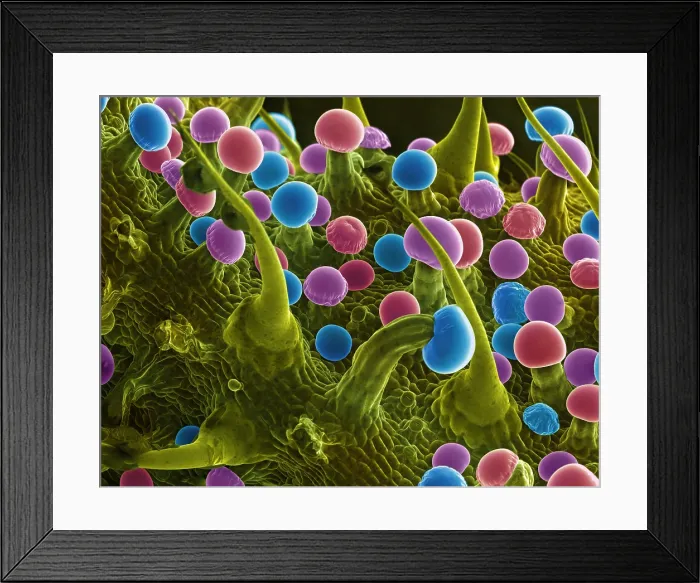 Framed Print : SEM Cannabis Trichomes Framed Print : SEM Cannabis Trichomes