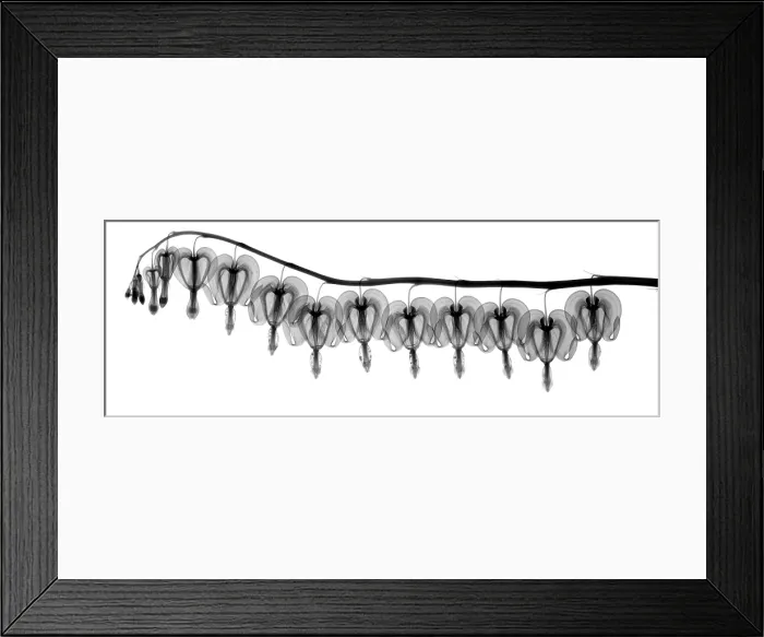 Framed Print : Bleeding Heart Flowers, X-ray Framed Print : Bleeding Heart Flowers, X-ray
